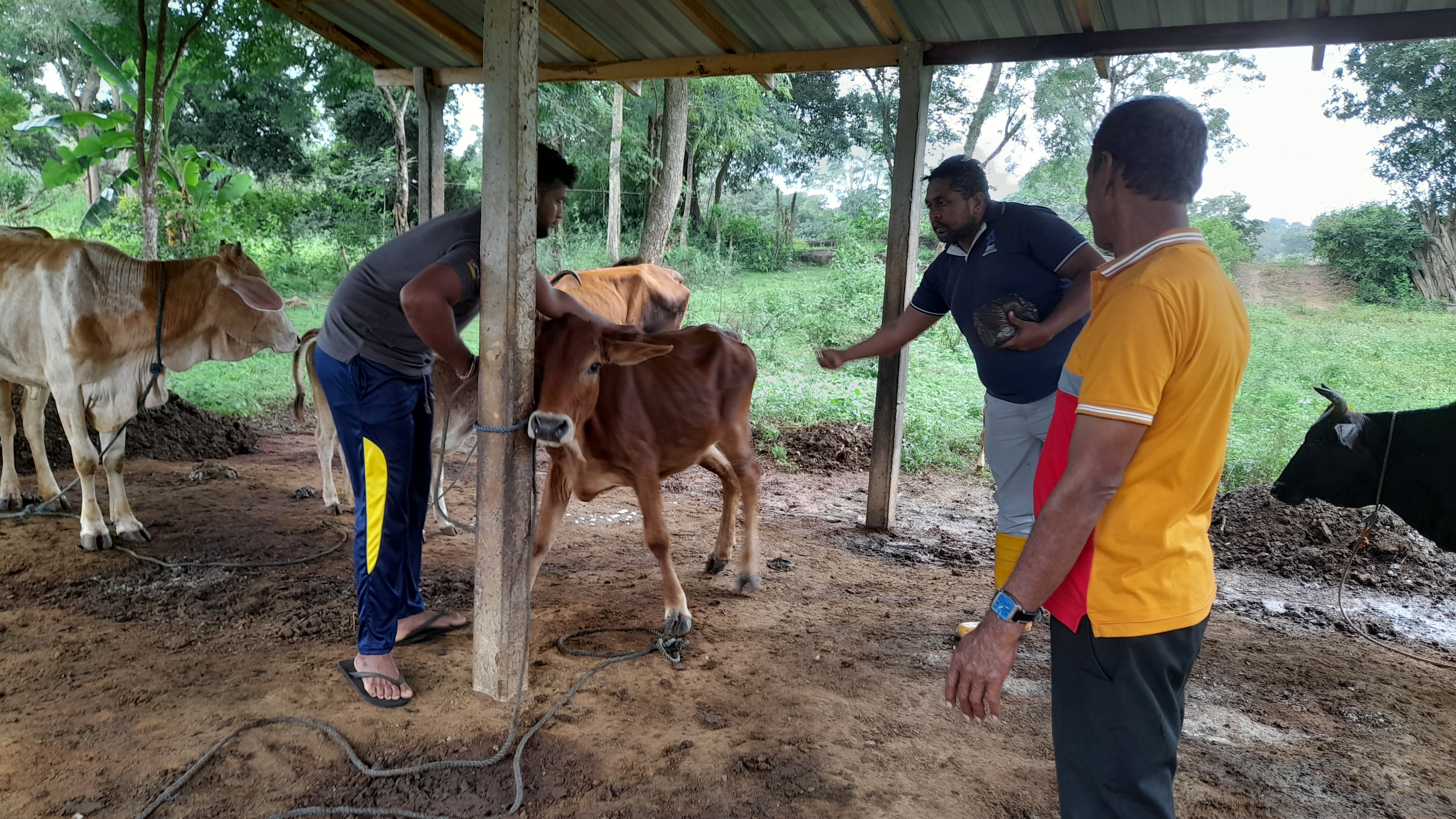 National Post-Disaster Emergency Animal Vaccination Programme (NPDEAVP)