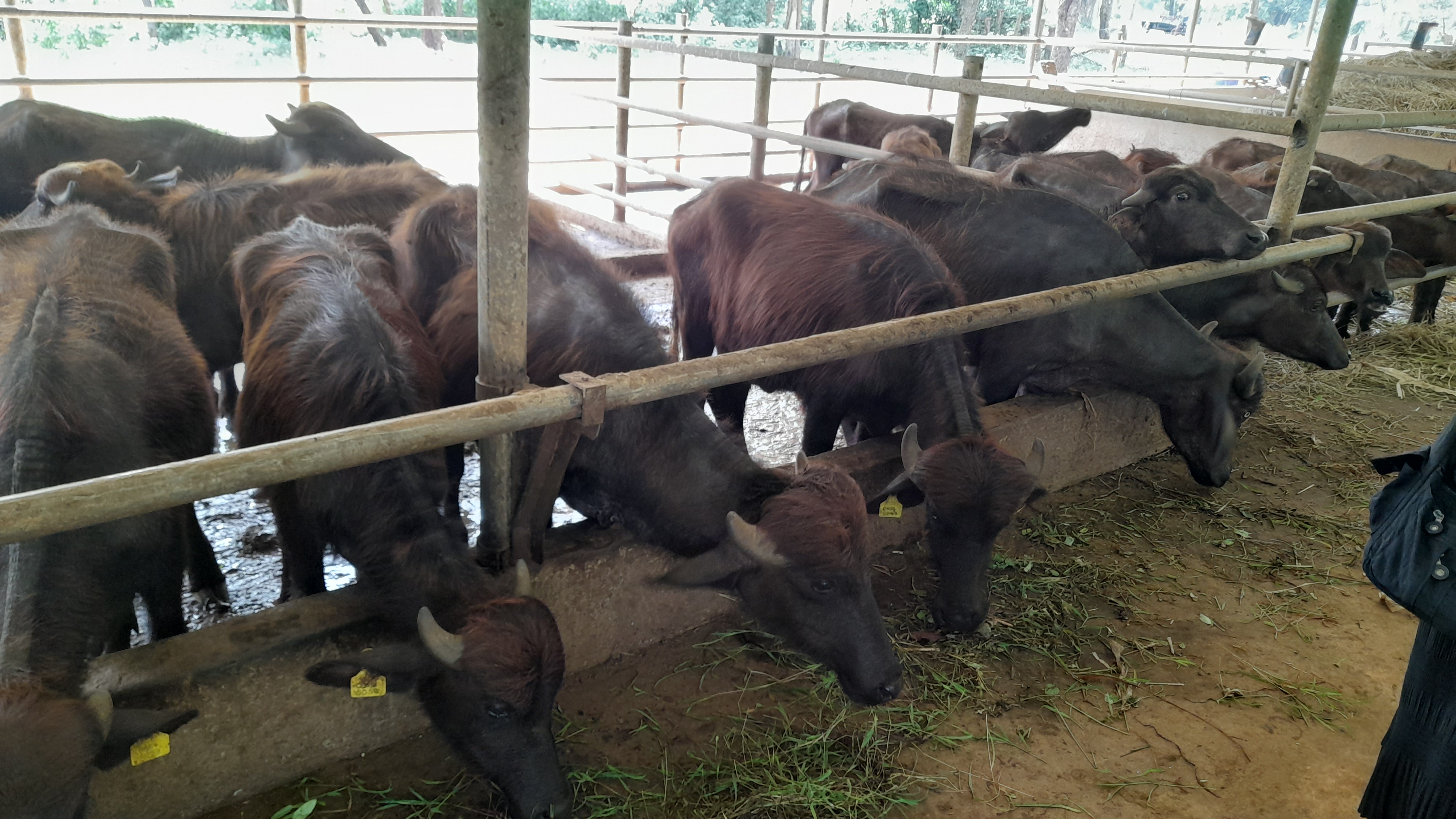 National Post-Disaster Emergency Animal Vaccination Programme (NPDEAVP)
